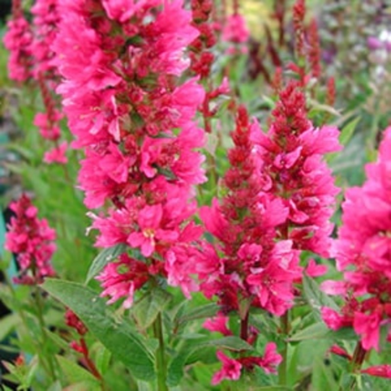 Lythrum salicaria ‘Robert’|3L