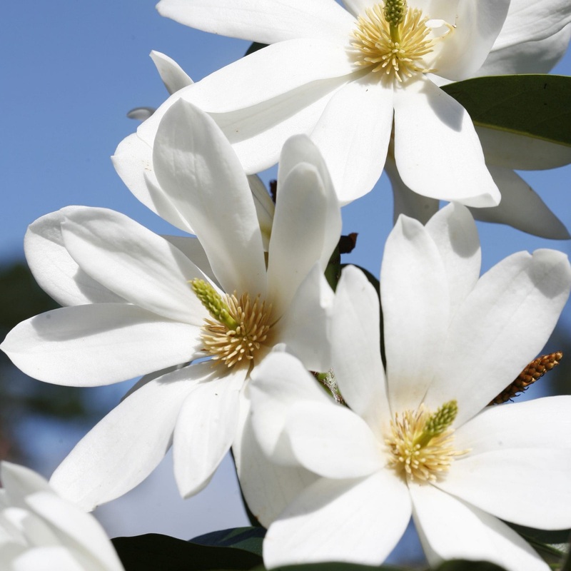 Magnolia ‘Flower Fairy White’|5L