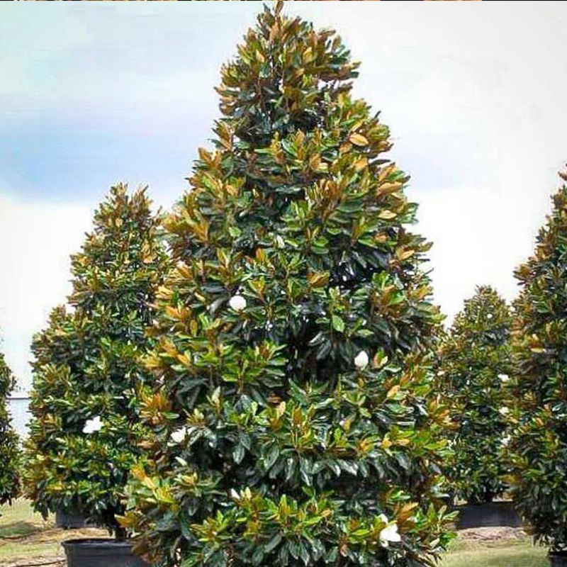 Magnolia grand. ‘Little Gem’ – Little Gem Dwarf Southern Magnolia – 7 Gallon