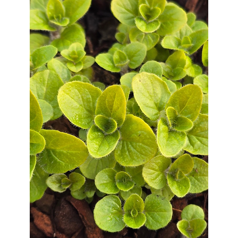 Marjoram|9cm