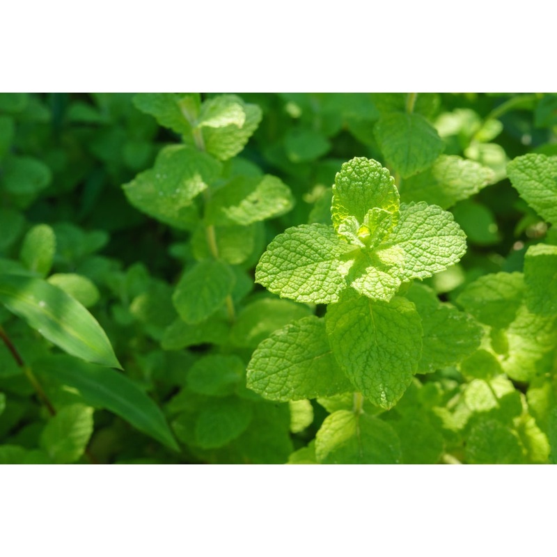 Mint Apple|1L