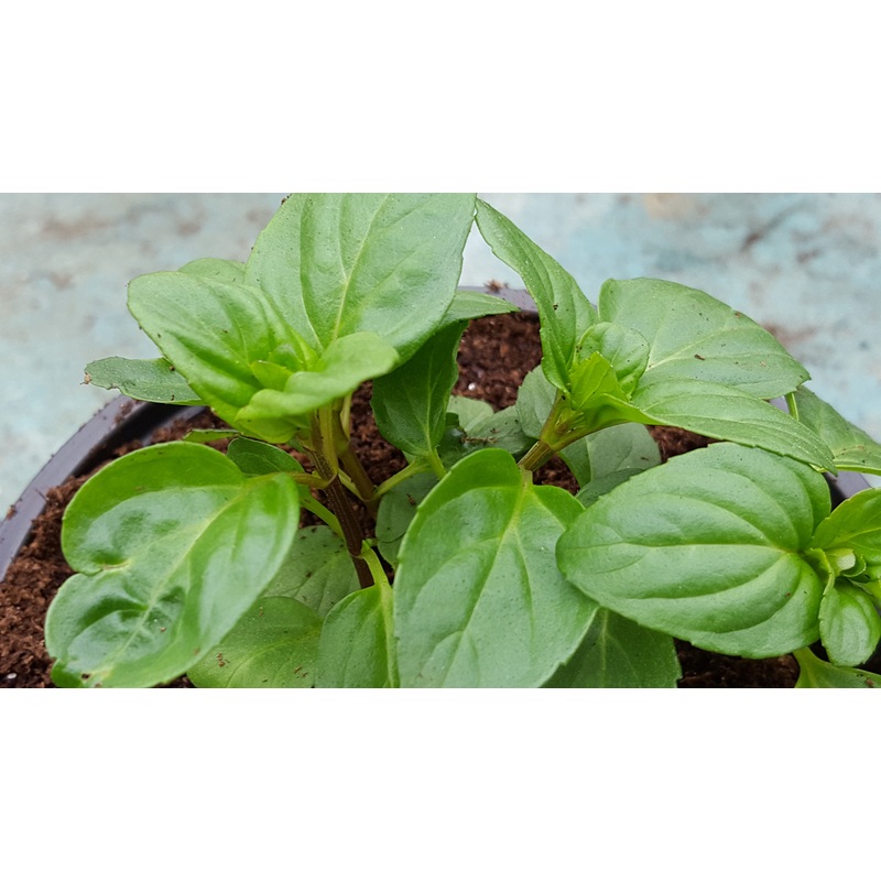 Mint Basil|1L