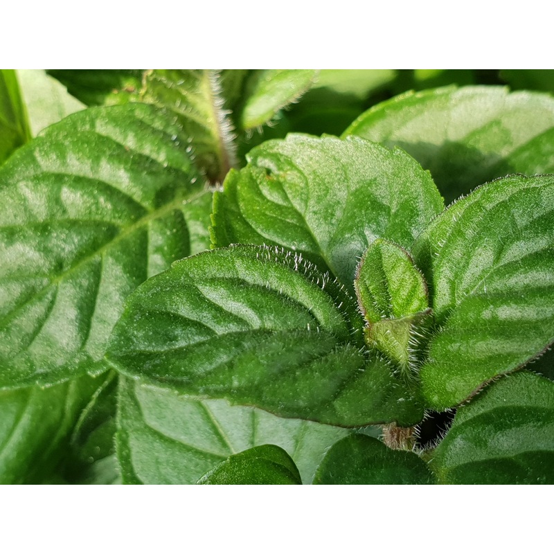 Mint Berries & Cream|1L