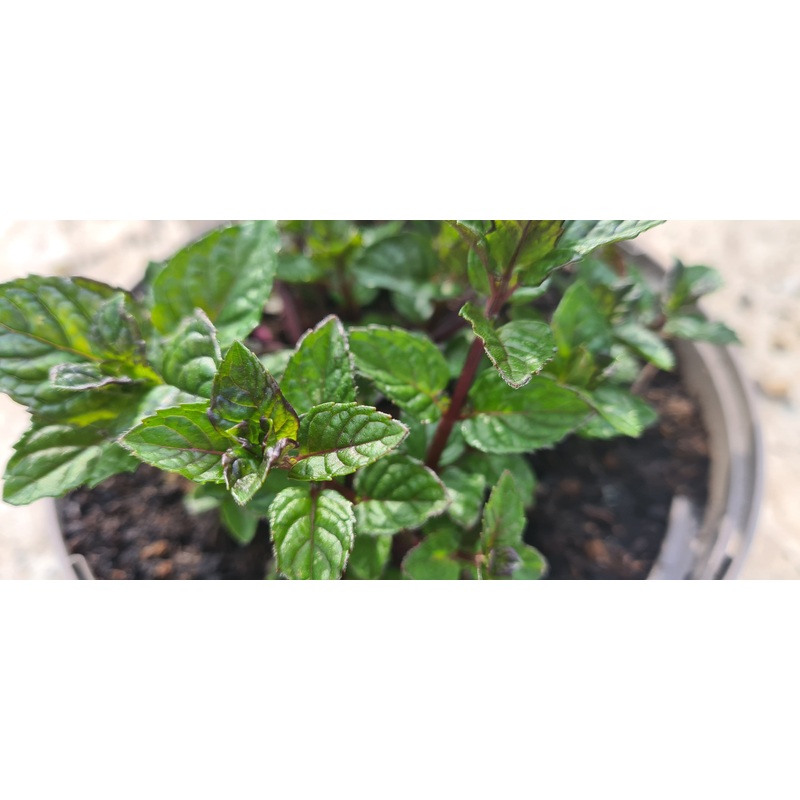 Mint Blackcurrant|9cm