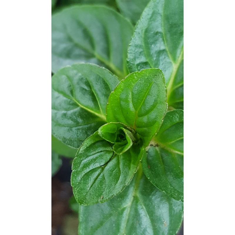 Mint Chocolate|1L
