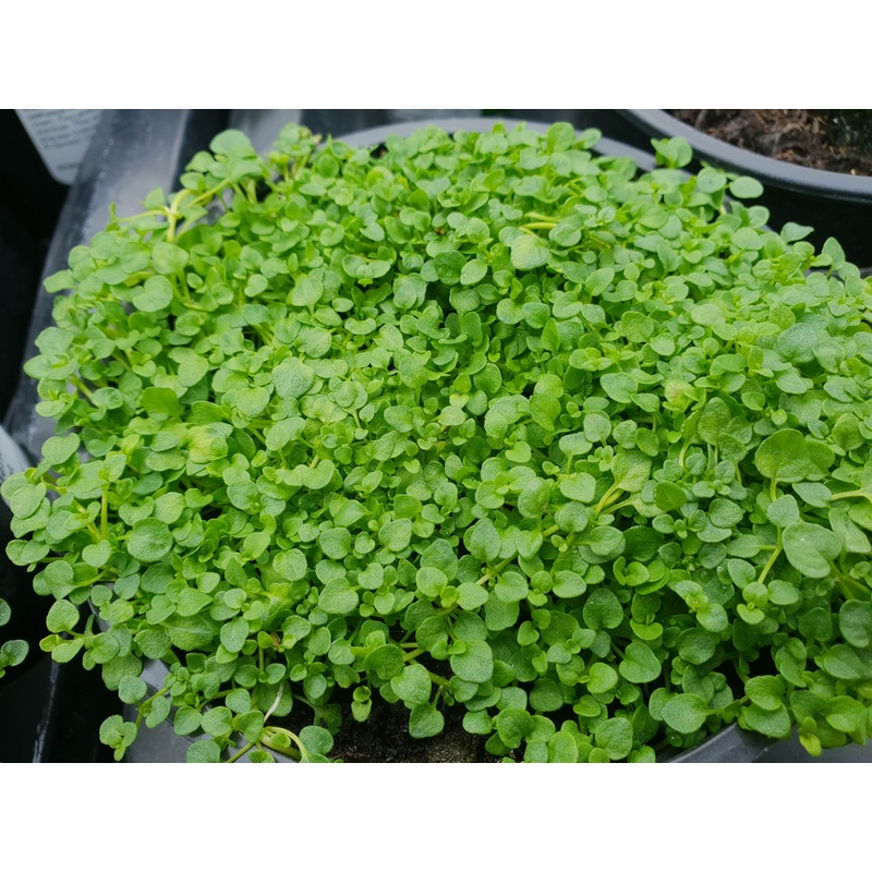 Mint Corsican|9cm