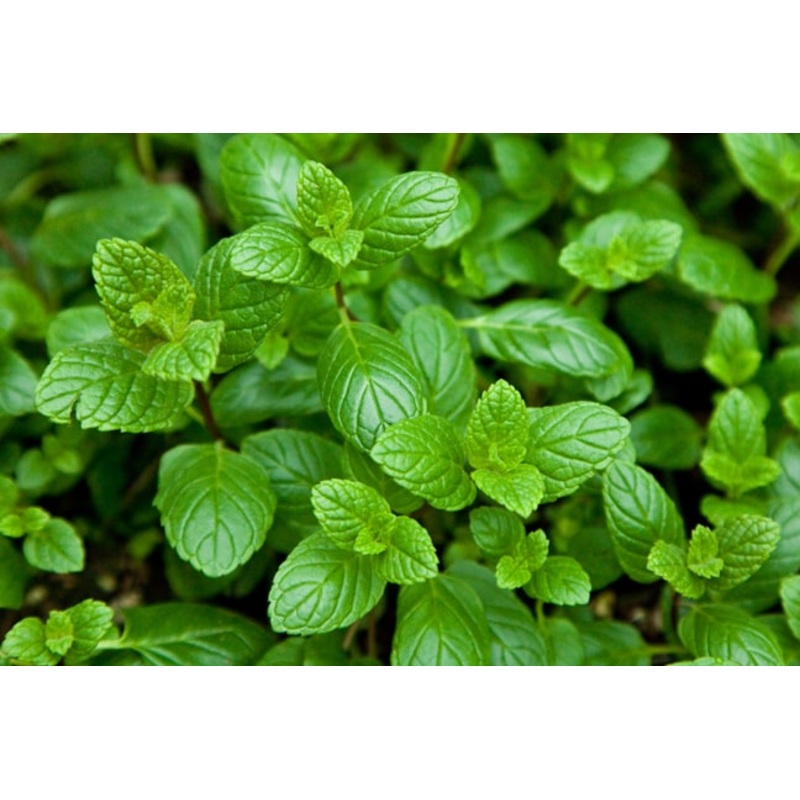 Mint Garden|1L