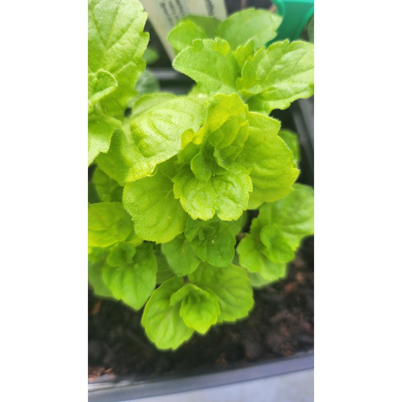 Mint Grapefruit|1L