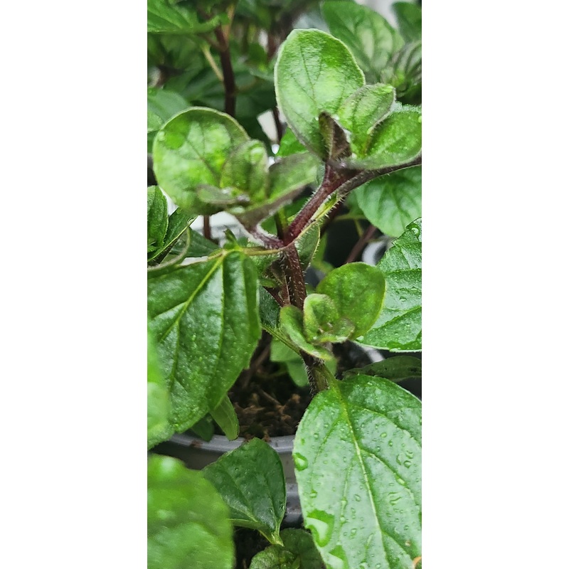 Mint Jessica Sweet Pear|1L