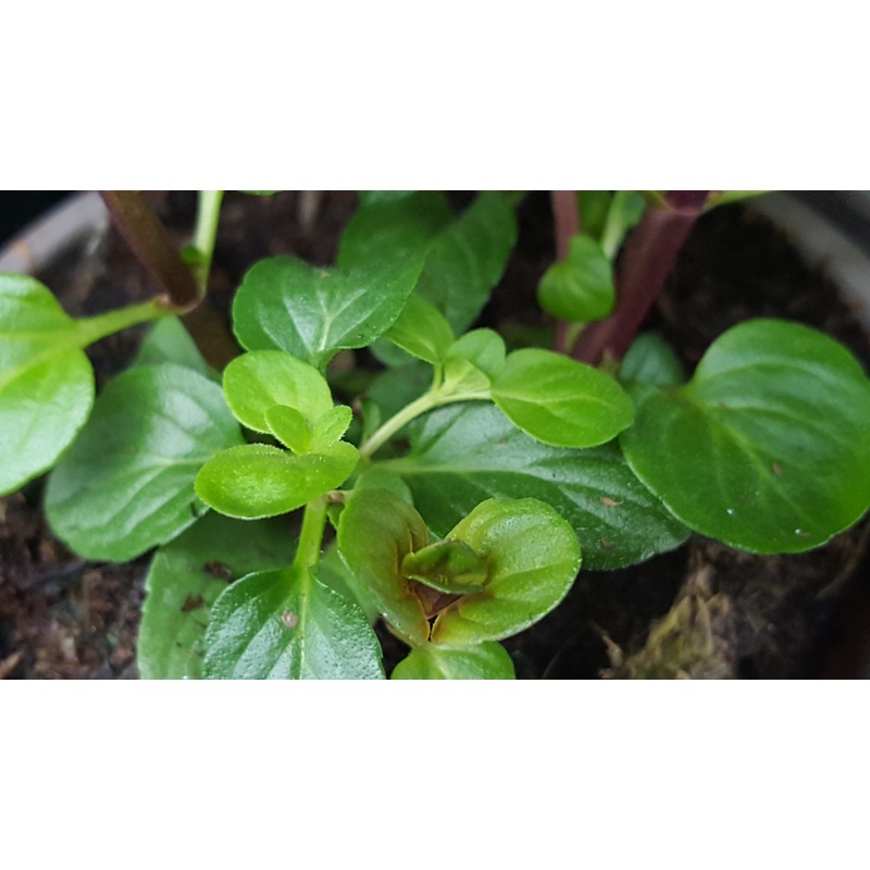 Mint Lemon|1L