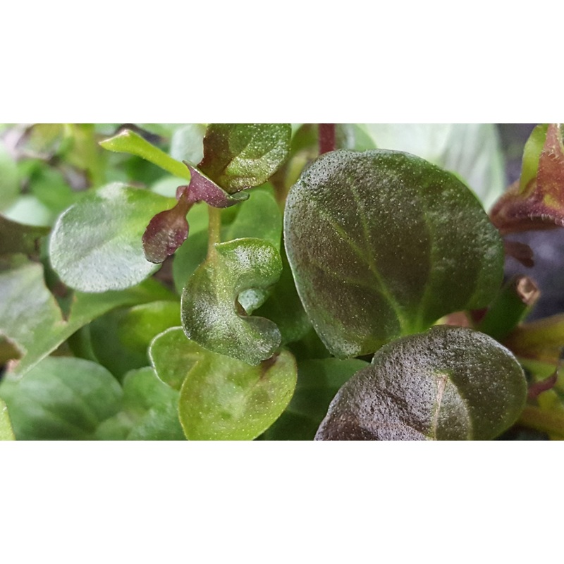 Mint Lime|1L