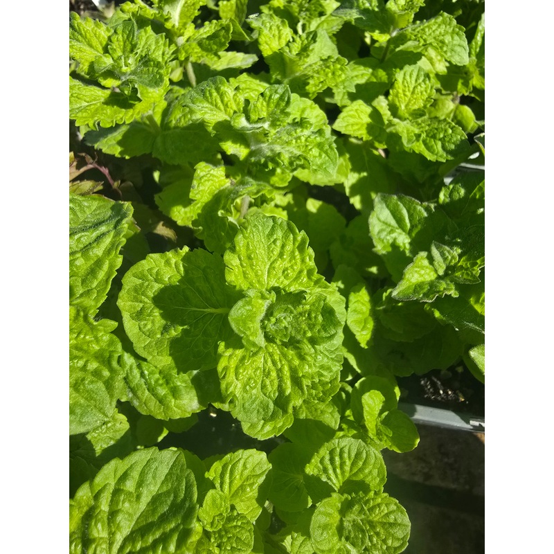 Mint  Mojito|1L