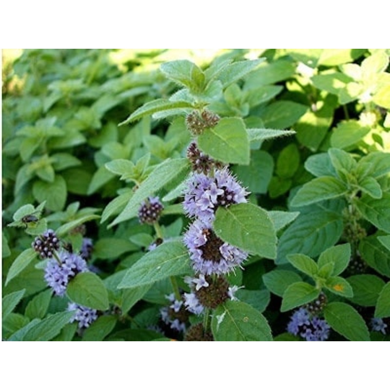 Mint Pennyroyal|9cm