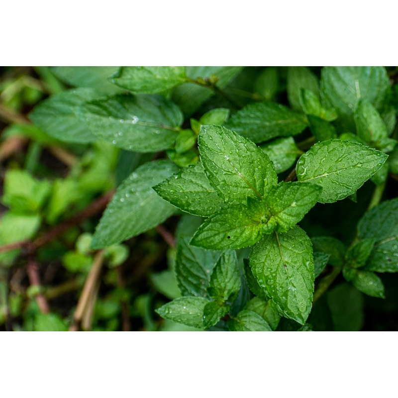 Mint Peppermint|9cm