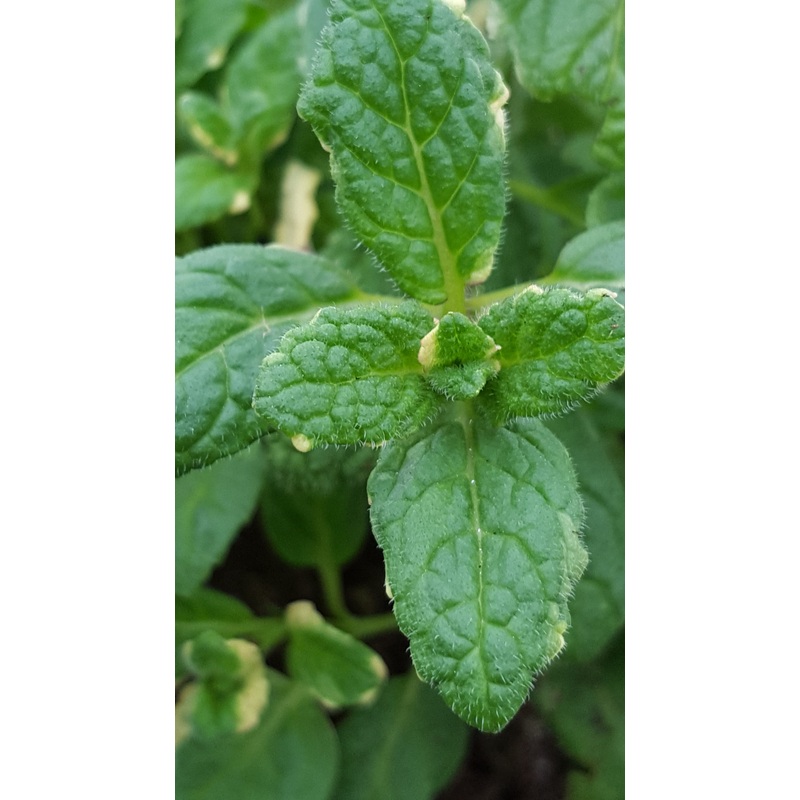 Mint Pineapple|1L