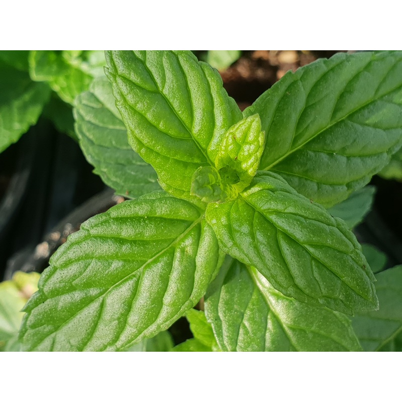 Mint Spearmint|9cm