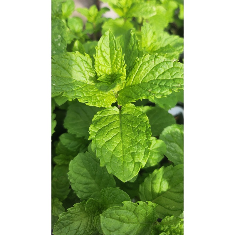 Mint Tashkent|1L