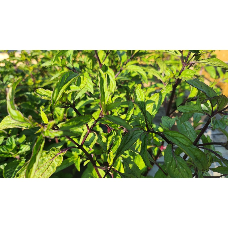 Mint Thai|1L