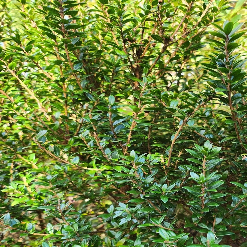 Myrtle|1L|3L