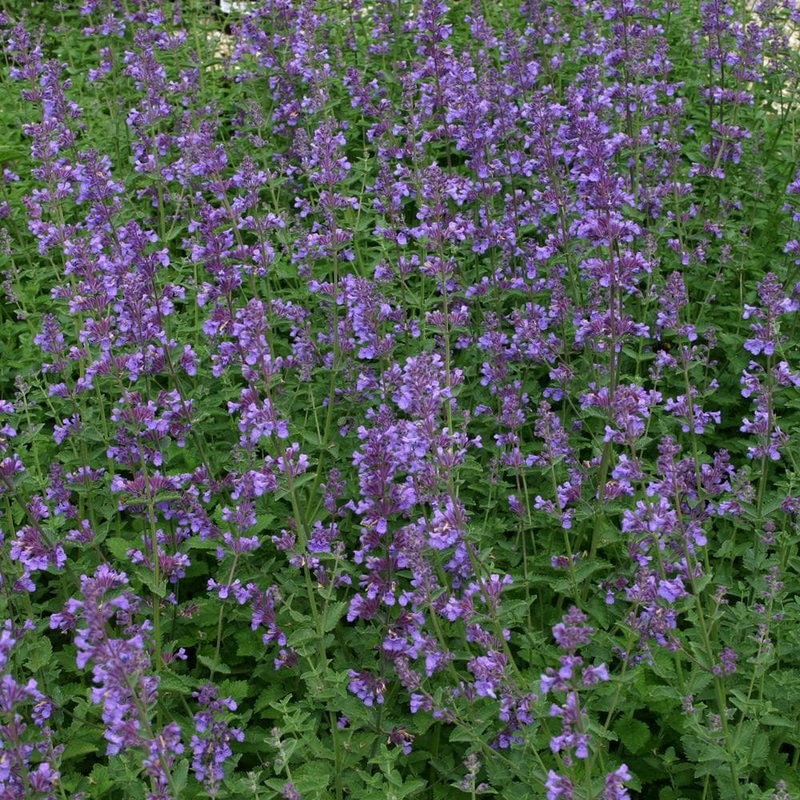 Nepeta ‘Six Hills Giant’|3L