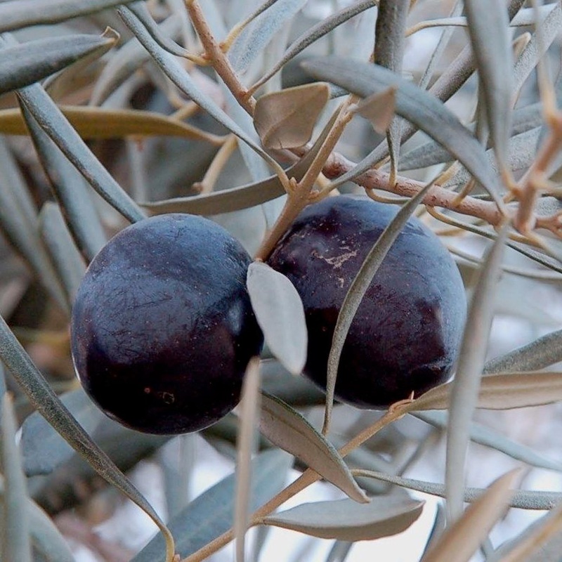 Olea europ. ‘Sevillano’ – Sevillano Fruiting Olive – 5 Gallon
