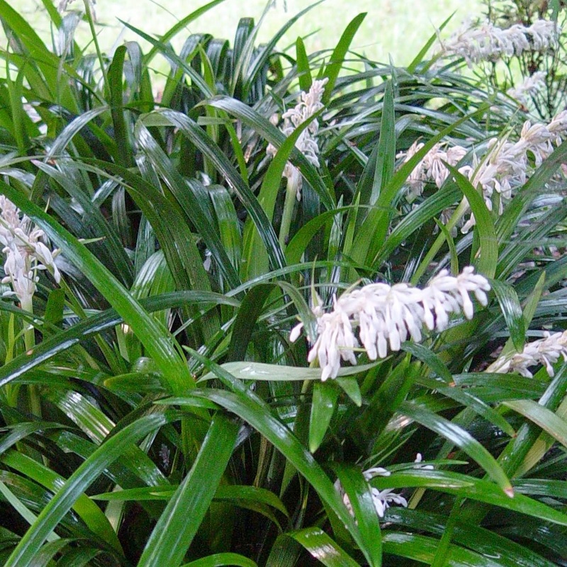 Ophiopogon japonicus – Mondo Grass – 1 Gallon