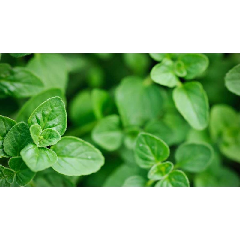 Oregano|9cm