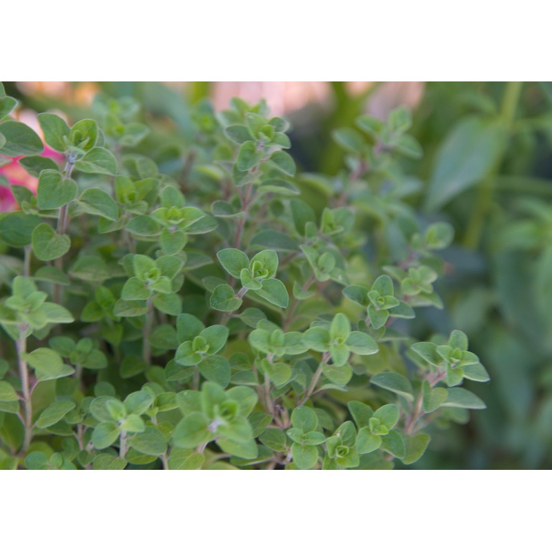 Oregano Greek|9cm