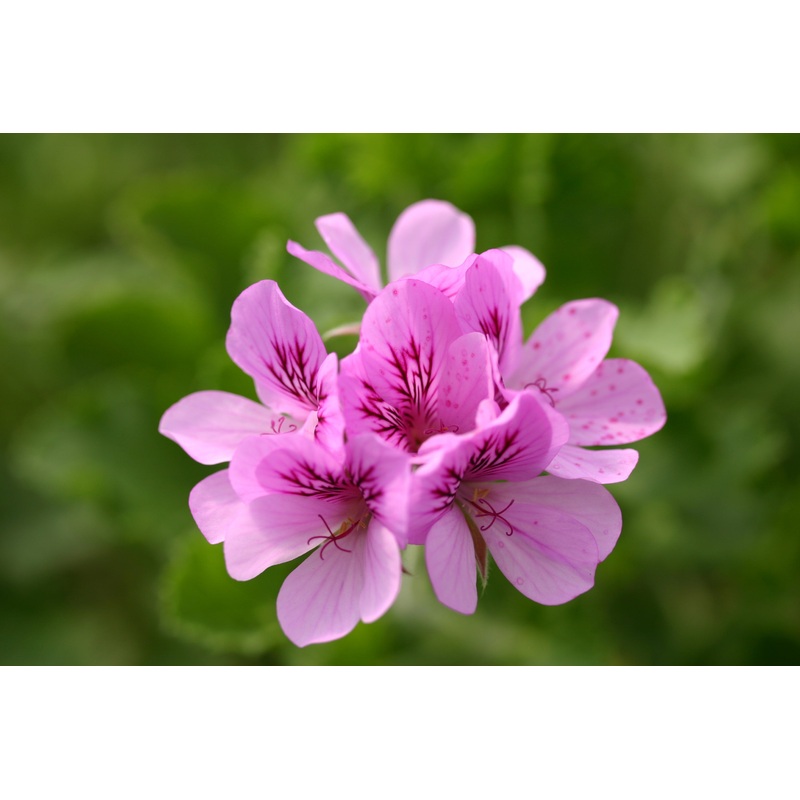 Pelargonium ‘Torrento’|9cm