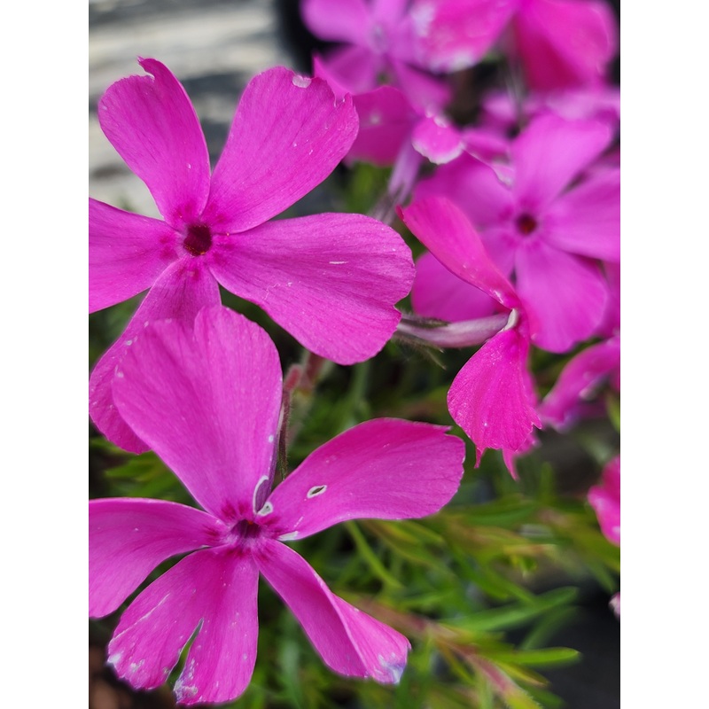 Phlox subulata ‘McDaniels Cushion Rose’
