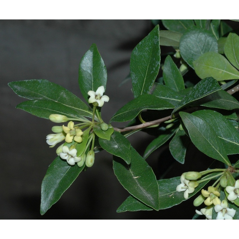 Pittosporum heterophyllum|2L