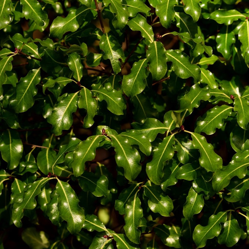 Pittosporum tenuifolium ‘Abbotsbury Gold’