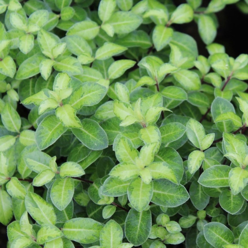 Pittosporum tenuifolium ‘Golden Ball’