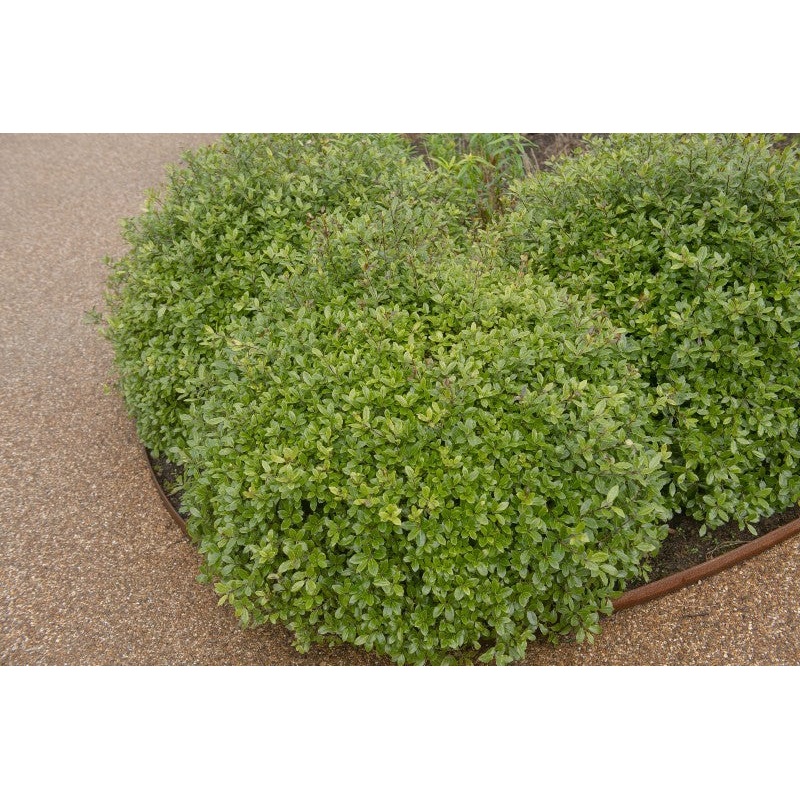 Pittosporum tenuifolium ‘Golf  Ball’