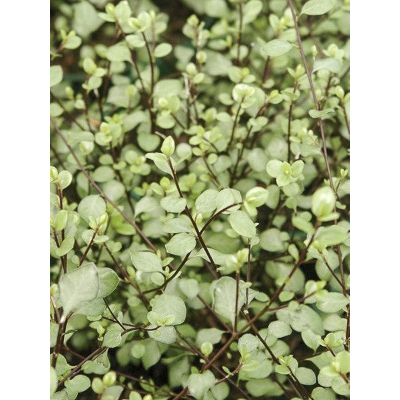 Pittosporum tenuifolium ‘Green Elf’