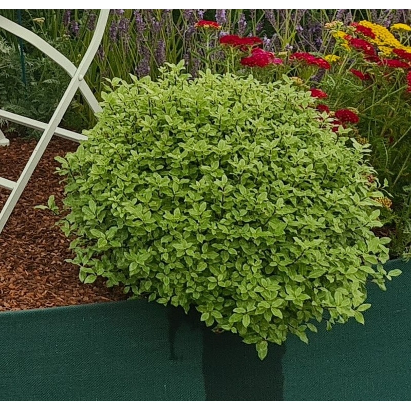 Pittosporum tenuifolium ‘Midget’