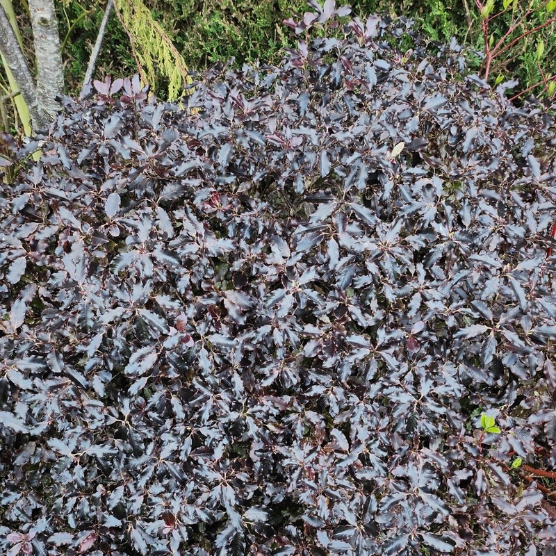Pittosporum tenuifolium ‘Tom Thumb’