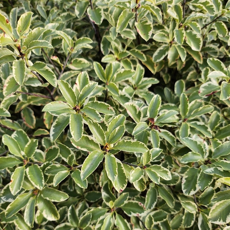 Pittosporum tenuifolium ‘Variagatum’