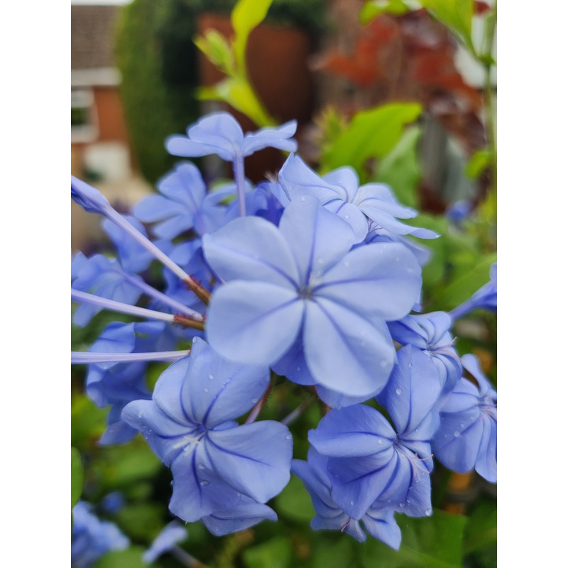 Plumbago auriculata|3L