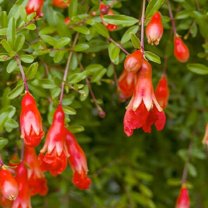 Pomegranite ‘Nana’ – Dwarf Pomegranate – 1 Gallon