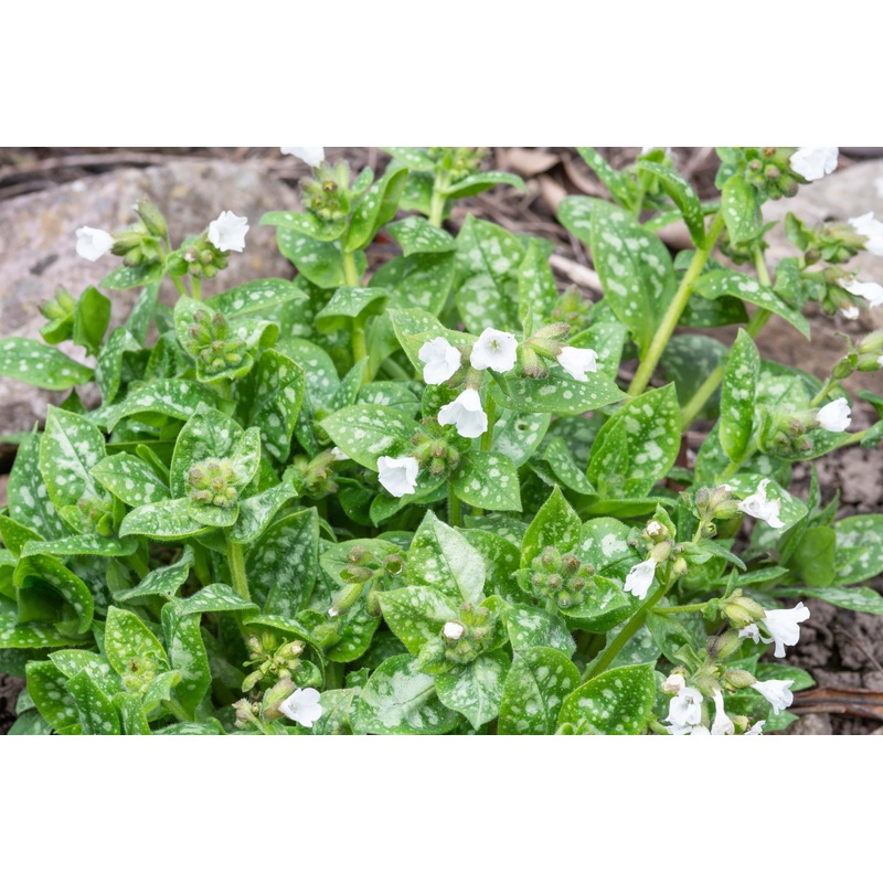 Pulmonaria officinalis ‘Sissinghurst White’