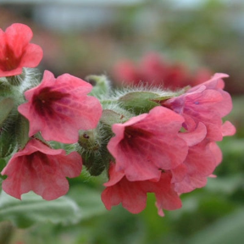 Pulmonaria rubra ‘Red Start’|2L