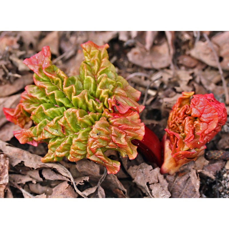 Rhubarb –  Victoria|3L