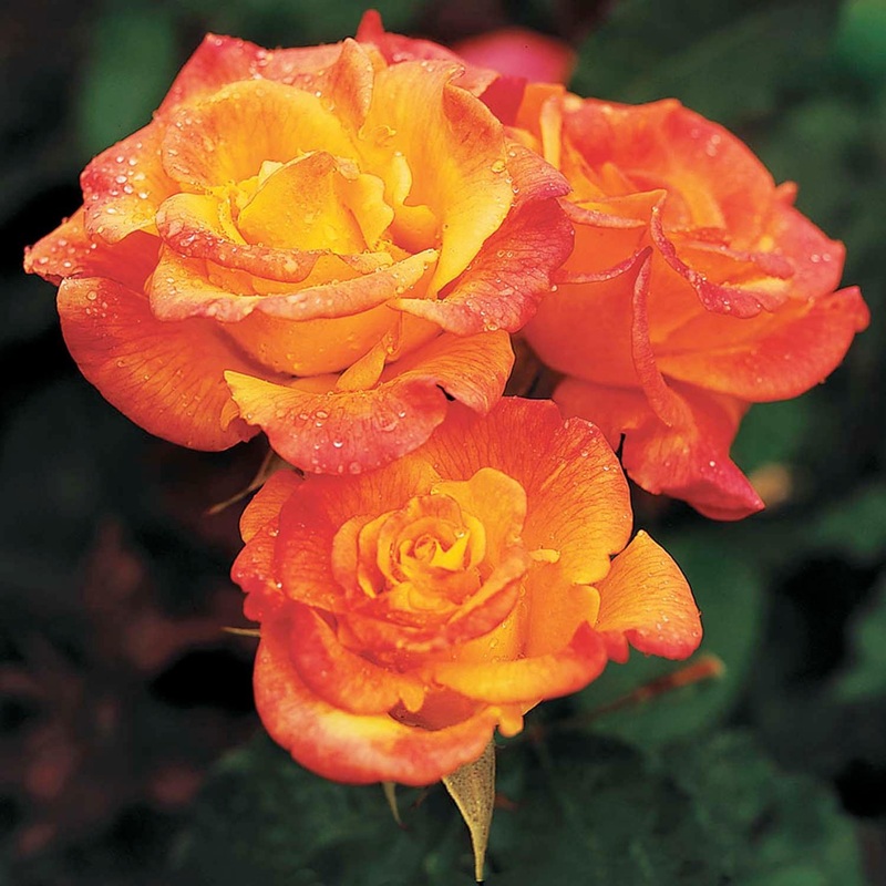 Rio Samba – 5 Gallon