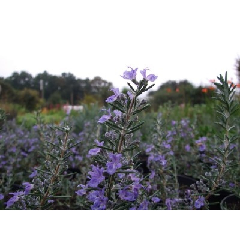Rosemary ‘Blue Lagoon’|9cm