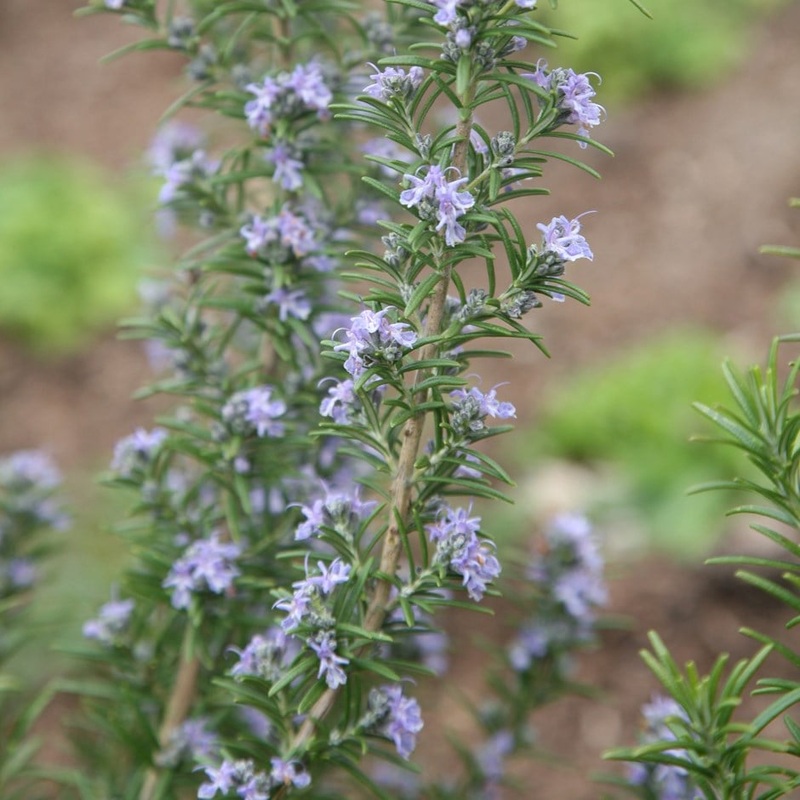 Rosemary common|9cm