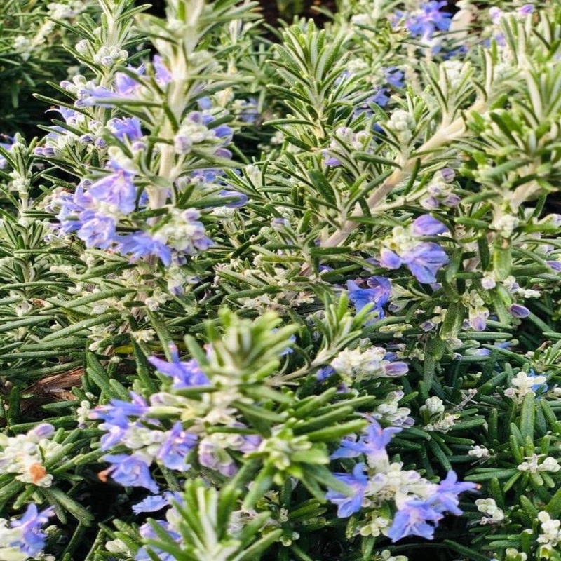 Rosemary ‘Foxtail’|9cm