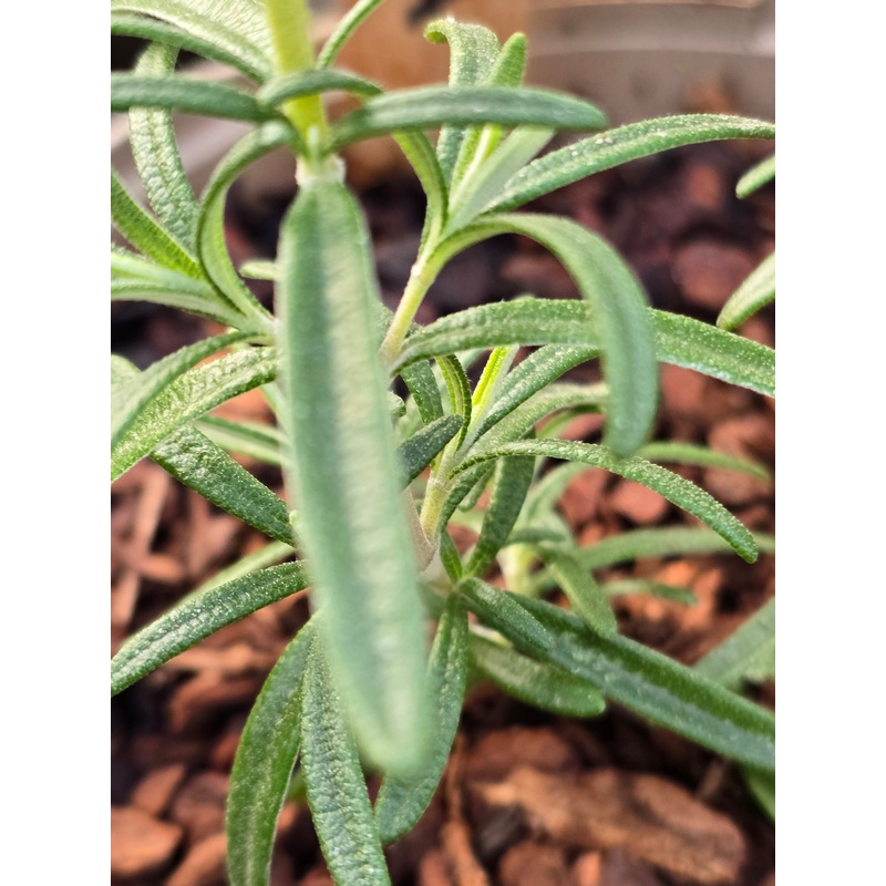 Rosemary ‘Gorizia’|9cm