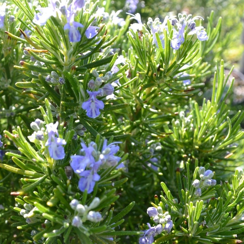 Rosemary ‘Green Ginger’ – Ready soon