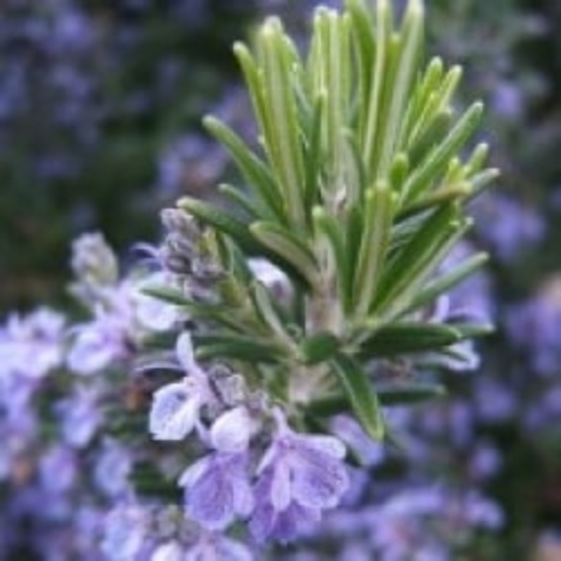 Rosemary ‘Miss Jessopp’s Upright’